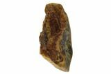 Ceratopsid Tooth - Montana #106874-1